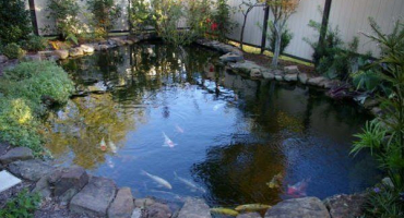 Jaký druh ryb lze chovat na farmě nebo na letní chatě?